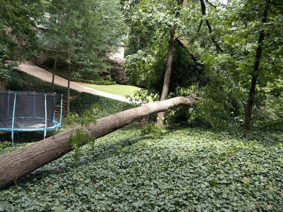 MyTreeMan-Tree Act! creates customer awareness