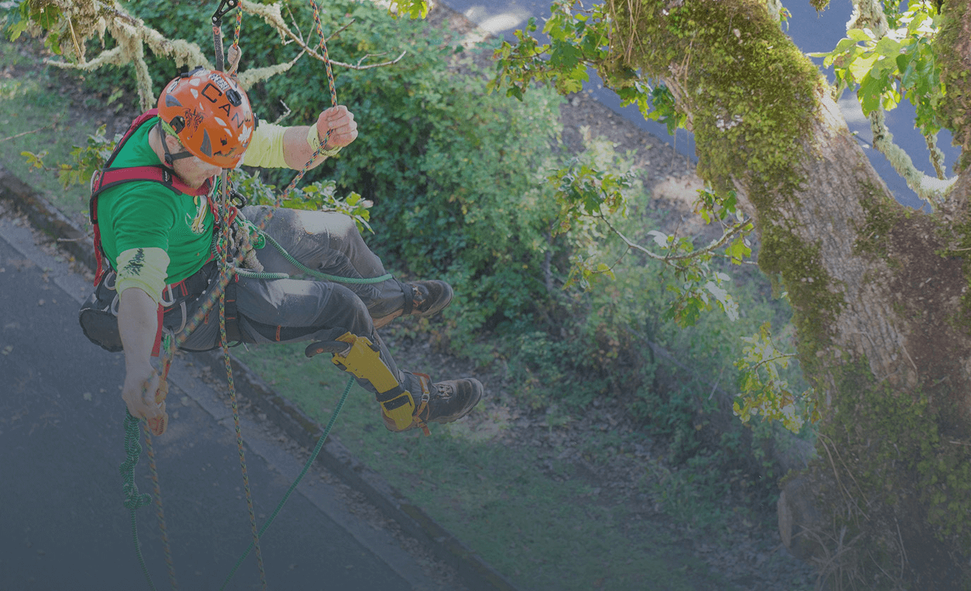 arboriculture arboriculture
